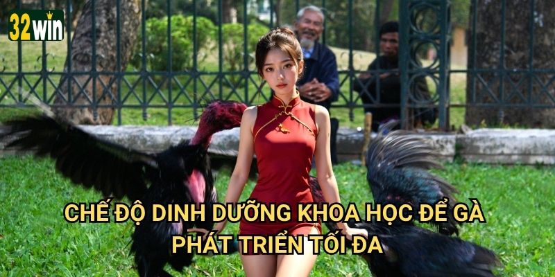 Gà đá ăn gì để mạnh 32win tư vấn cho hiệu quả tối ưu? 3 Chế độ dinh dưỡng khoa học để gà phát triển tối đa?