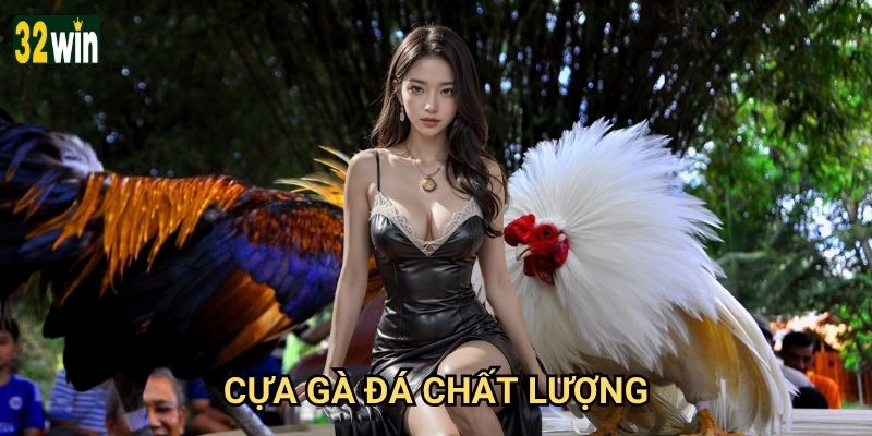 Cựa gà đá chất lượng 32win giới thiệu có đáng tin không?