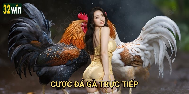 Cược đá gà trực tiếp 32win có ưu thế gì vượt trội? 7 Cược đá gà trực tiếp 32win có ưu thế gì vượt trội?