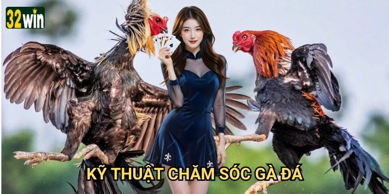 Kỹ thuật chăm sóc gà đá 32win chia sẻ có hiệu quả không?