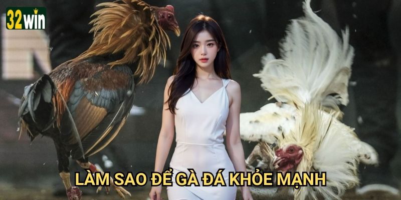 Làm sao để gà đá khỏe mạnh 32win hướng dẫn có hiệu quả?