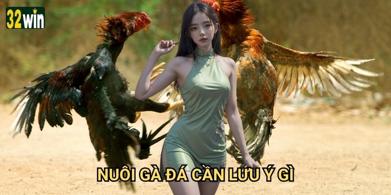 Nuôi gà đá cần lưu ý gì 32win chia sẻ kinh nghiệm thực tế?