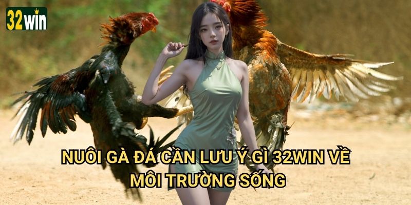 Nuôi gà đá cần lưu ý gì 32win chia sẻ kinh nghiệm thực tế? 2 Nuôi gà đá cần lưu ý gì 32win về môi trường sống